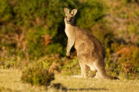 Klokan obrovsky - Macropus giganteus - Eastern Grey Kangaroo 4890